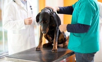 AI-Powered Study Spots Cancer Risks in Dogs